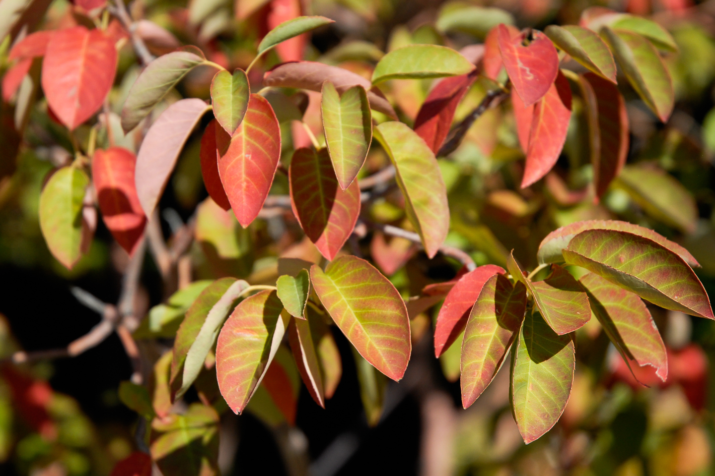 Shadblow Serviceberry